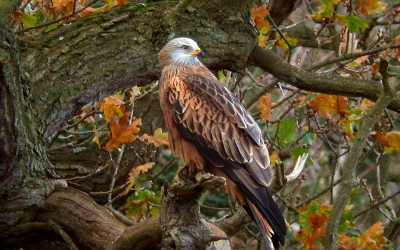 Сокол-Сапсан (Falco peregrinus)