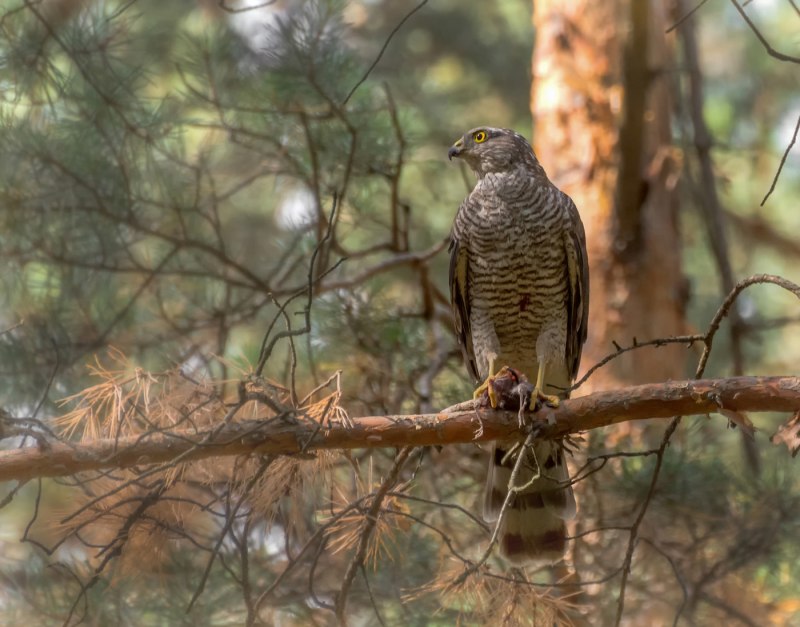 Ястреб - тетеревятник (Accipiter gentilis)