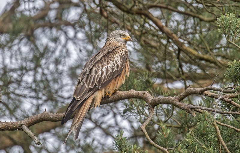 Тетеревятник (Accipiter gentilis)