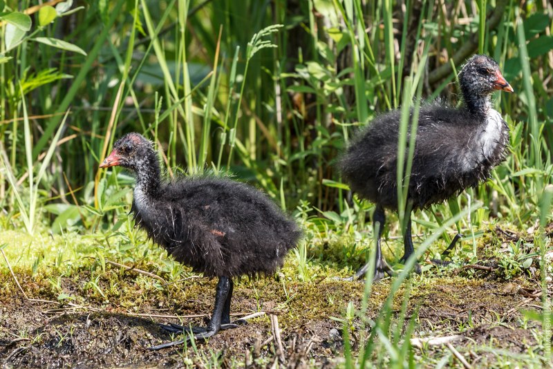 Американская лысуха (Fulica Americana)