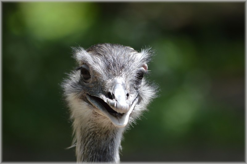 Struthio Camelus голова