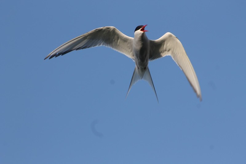 Swallow the Sea