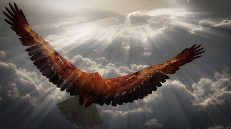 Орел парящий в небе (59 фото)