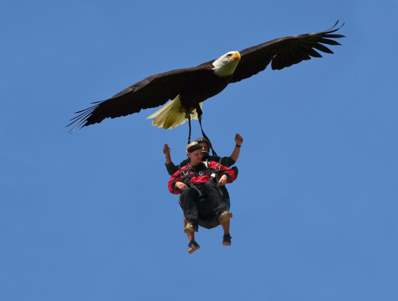 Fly летать