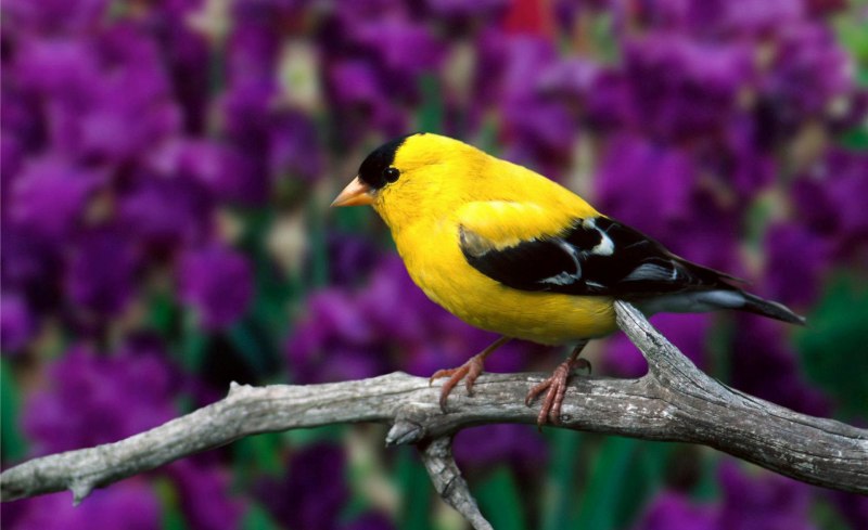 Баптизия American Goldfinch