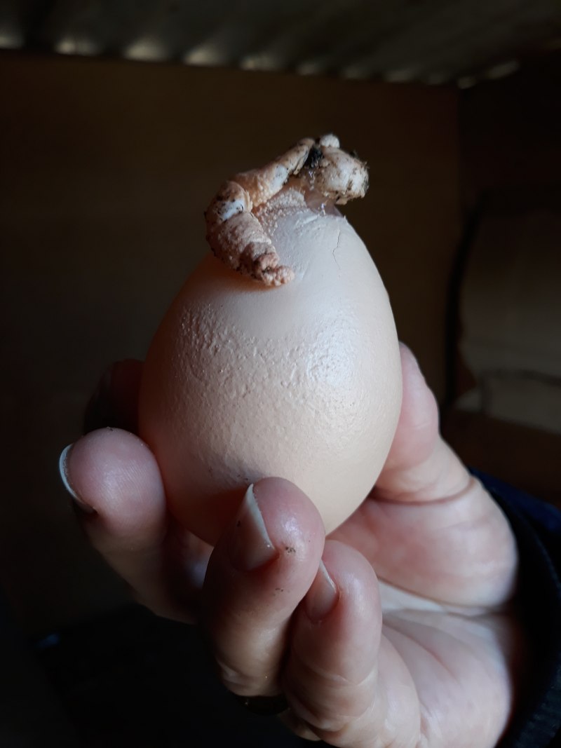 Курица и яйцо