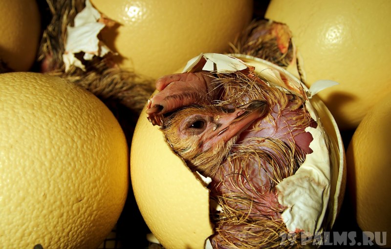Яйцо пищевой продукт