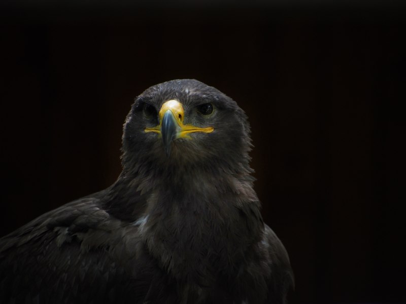 Buteogallus urubitinga