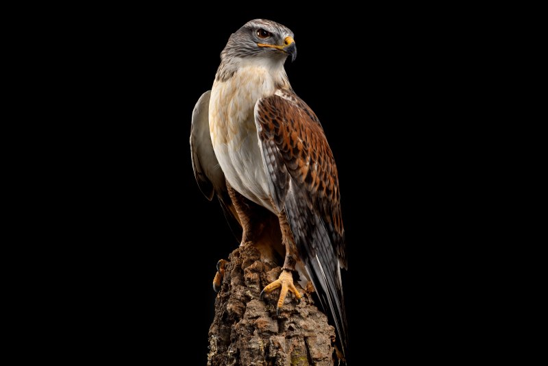 Buteogallus anthracinus