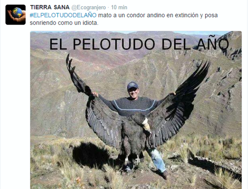 Eagle Hunting gif