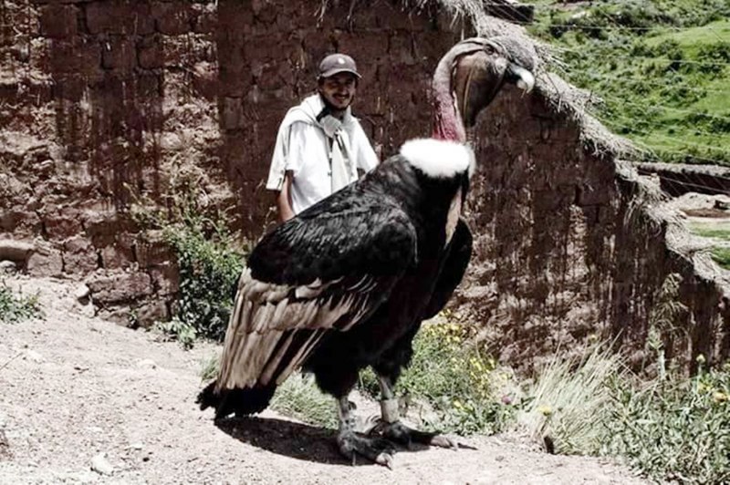 Андский кондор птицы с человеком (48 фото)