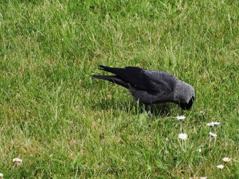 Галка обыкновенная ‒ Corvus monedula