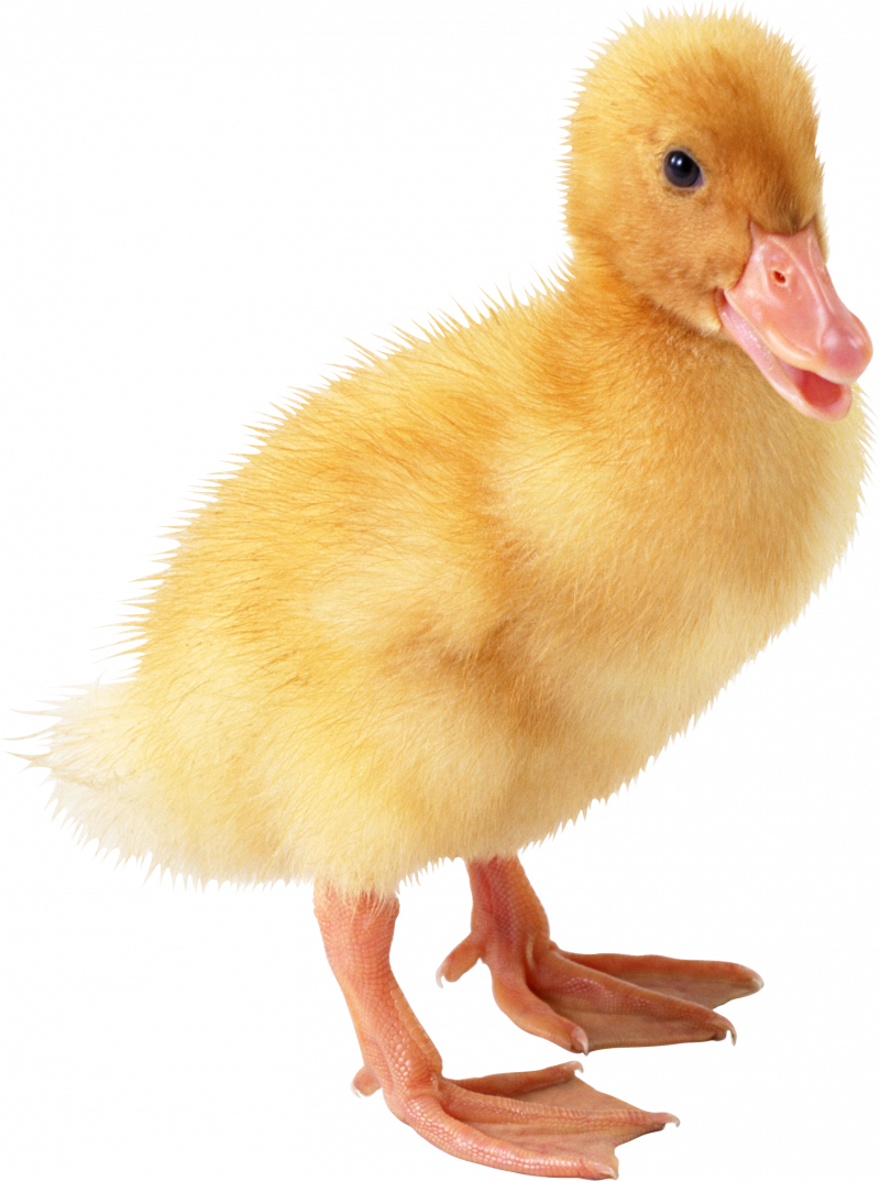 Курица и утка