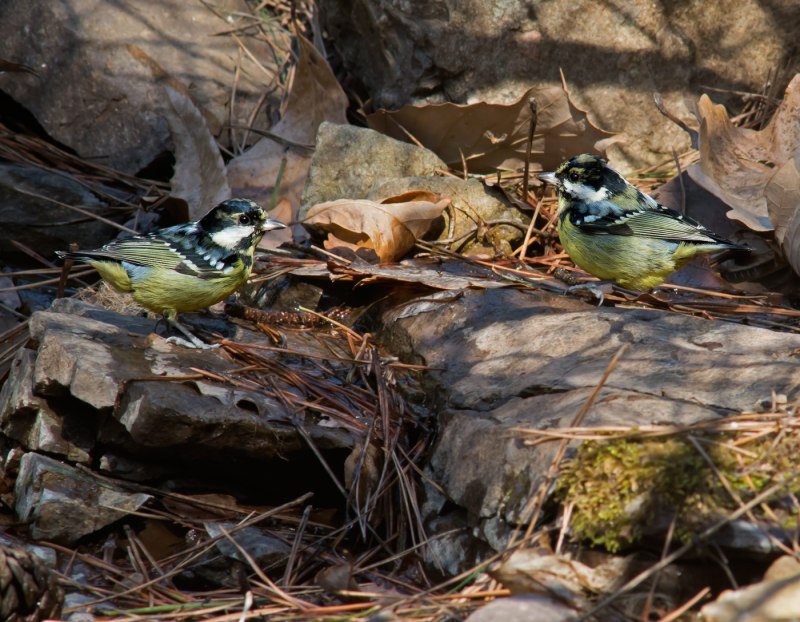 Pardaliparus venustulus