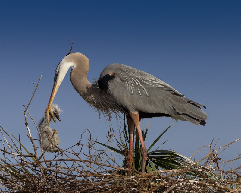 Ardea herodias