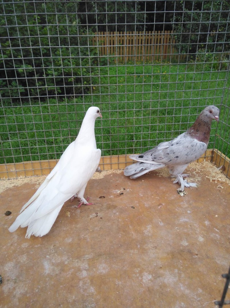 Бакинские широкохвостые голуби (38 фото)