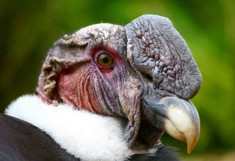 Shoebill Stork птица
