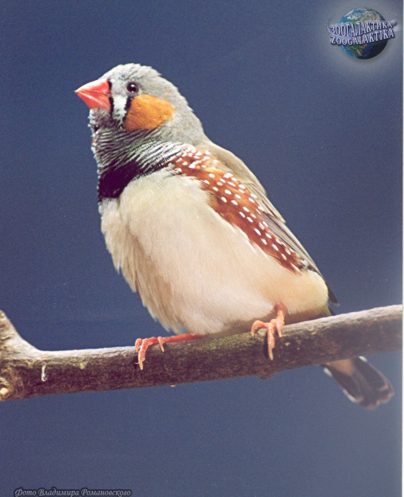 Зебровая амадина(Taeniopygia guttata)