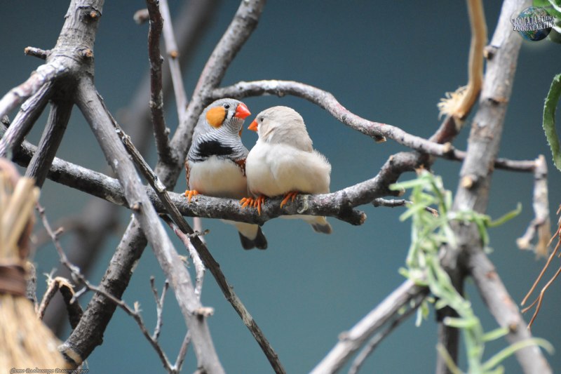 Зебровая амадина(Taeniopygia guttata)