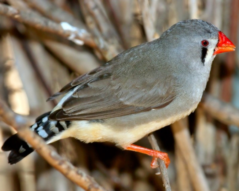Зебровая амадина (Taeniopygia guttata) птенцы