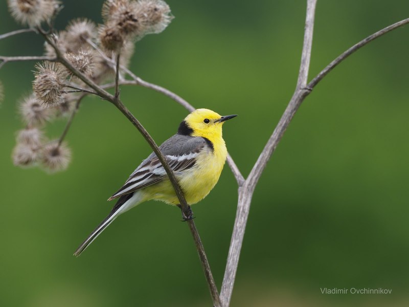 Желтоголовая трясогузка / Motacilla citreola
