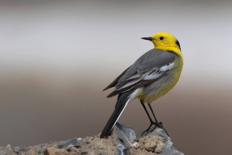 Желтоголовая трясогузка / Motacilla citreola