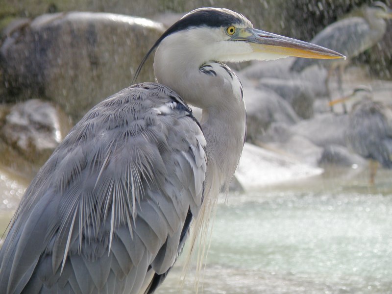 Большая белая цапля (Ardea Alba)