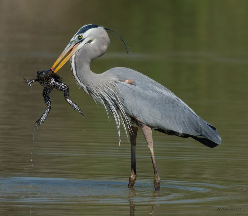 Ardea herodias