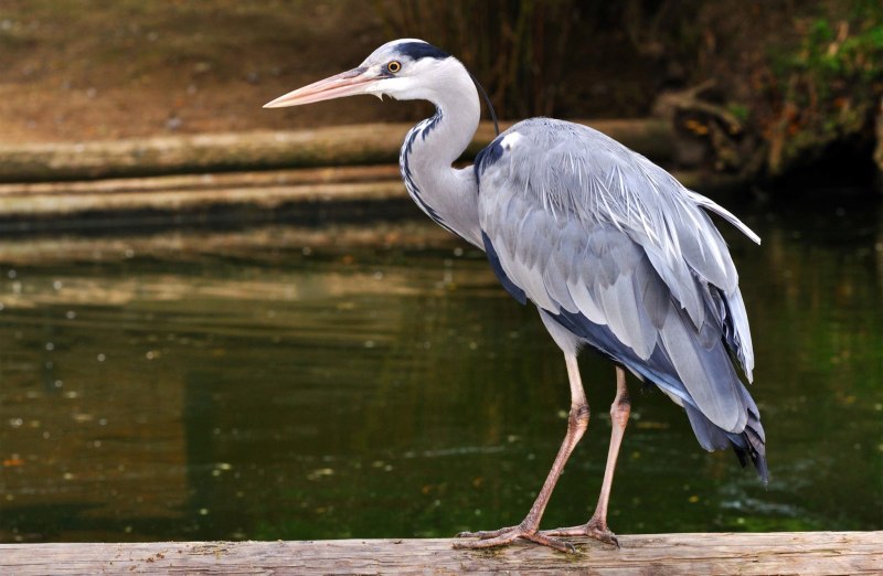 Great Blue Heron птица