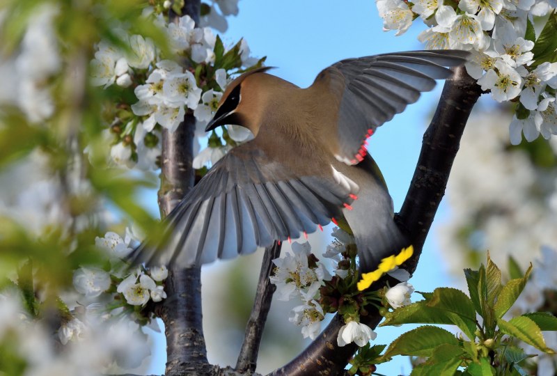 Весна птицы природа (56 фото)