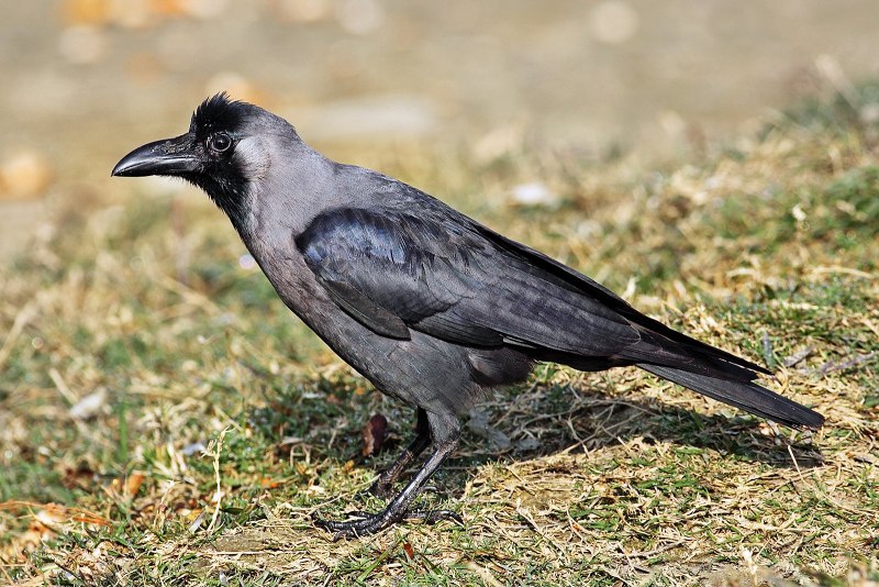 Блестящий ворон Corvus splendens