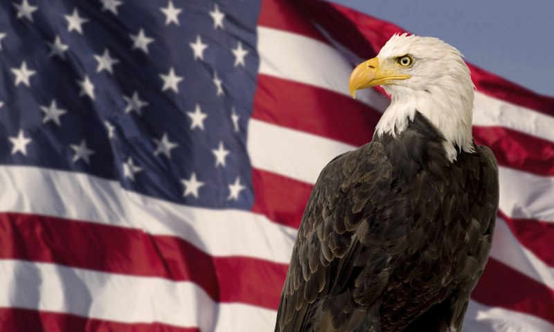 Белоголовый Орлан США