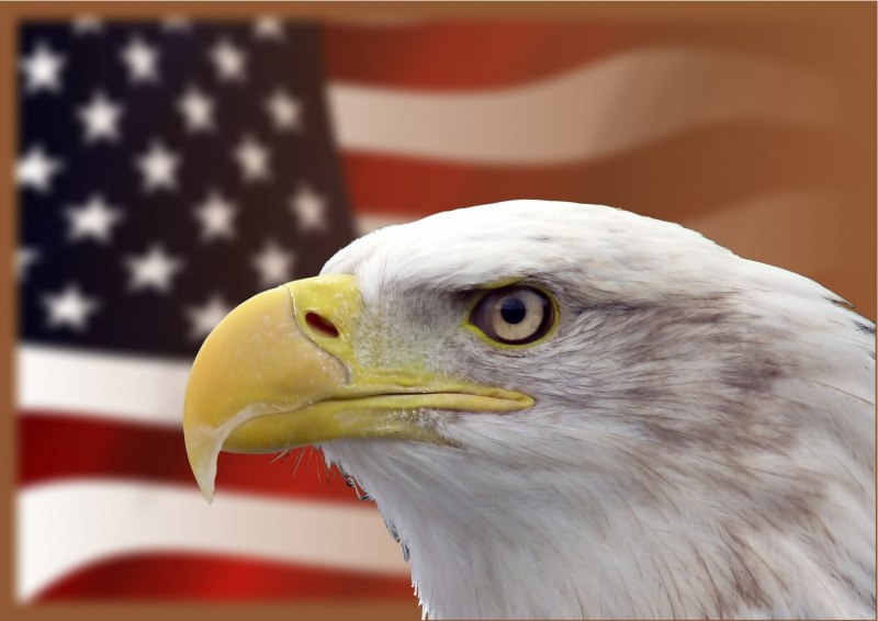 Орел арт США