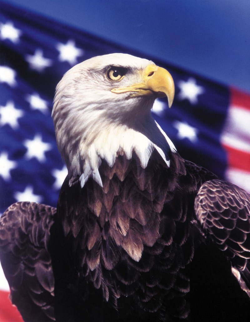 Лысый Орел США