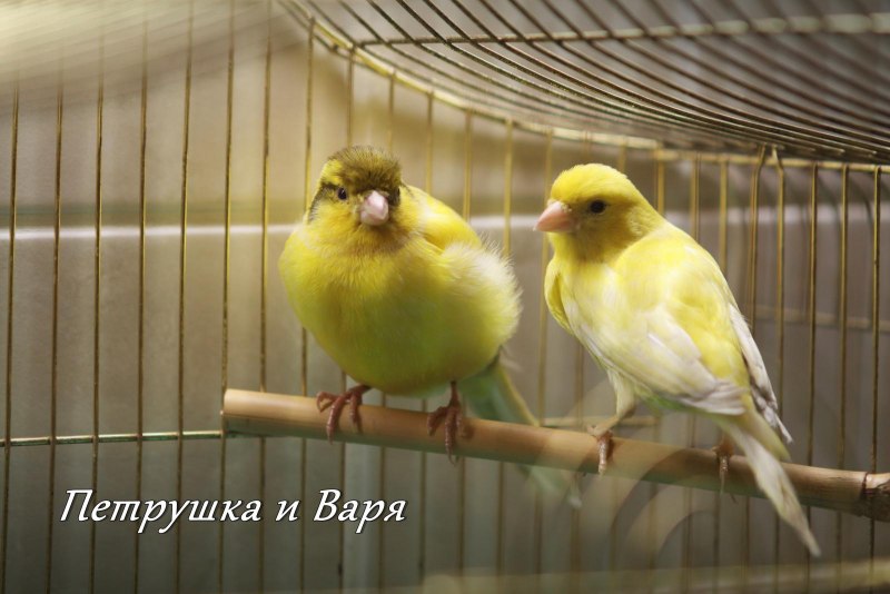 Канарейка сайраши