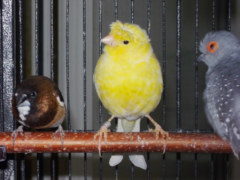 Canary - канарейка