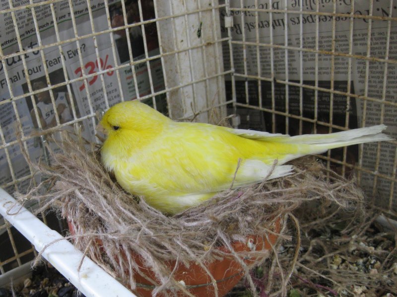 Пение канарейки тройник