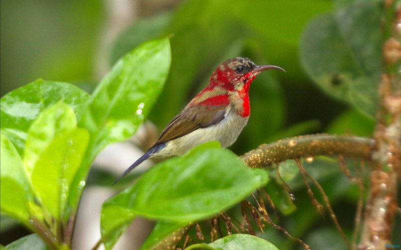 Crimson Sunbird