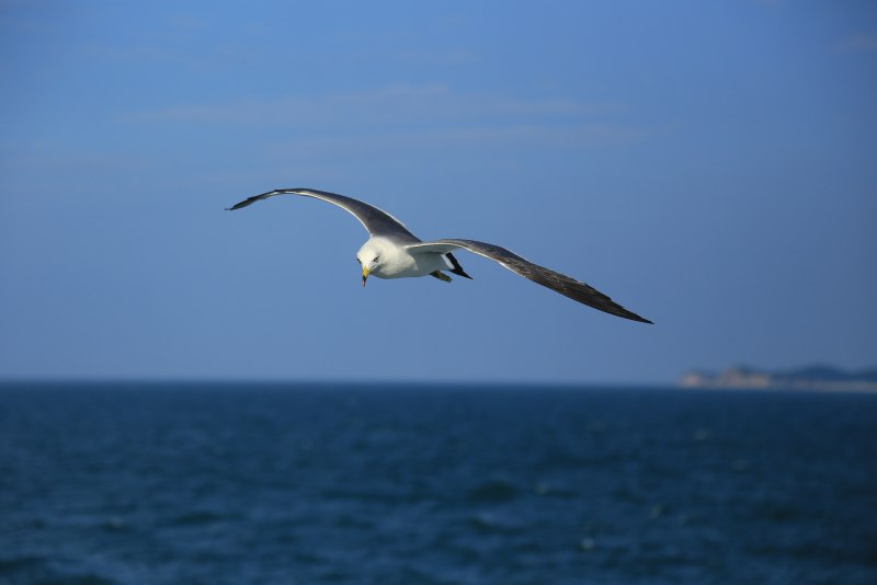 Море чая