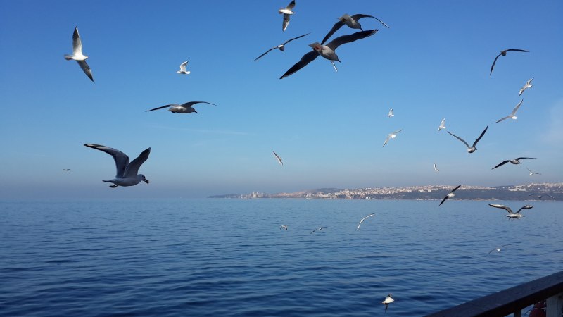 Альбатрос черное море