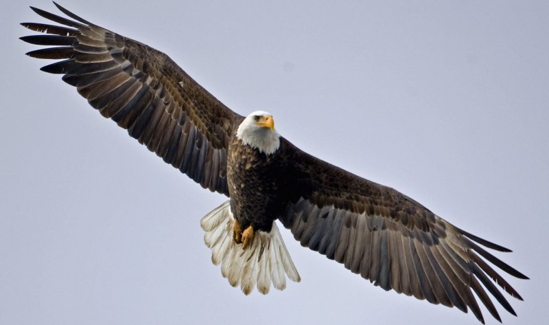 Raptor Falcon