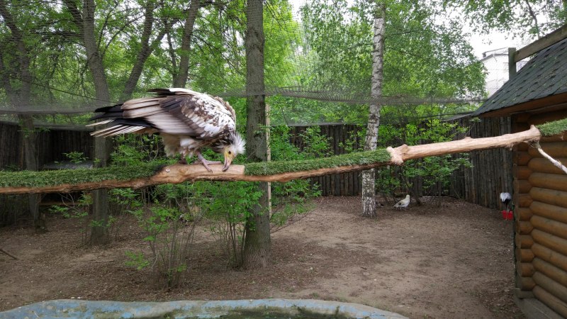 Розовый Фламинго Симферополь