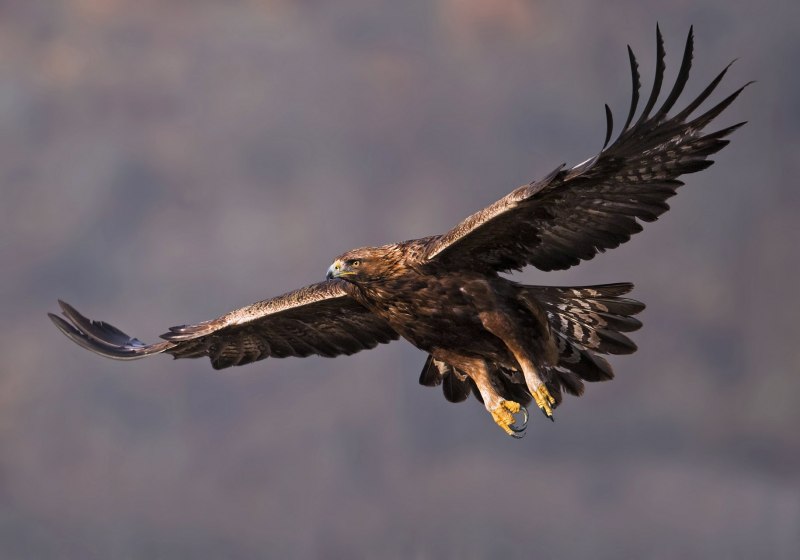 Беркут Aquila chrysaetos