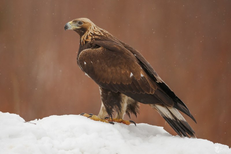 Беркут Aquila chrysaetos