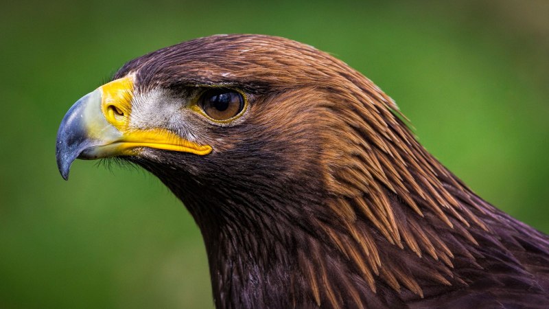 Беркут Aquila chrysaetos