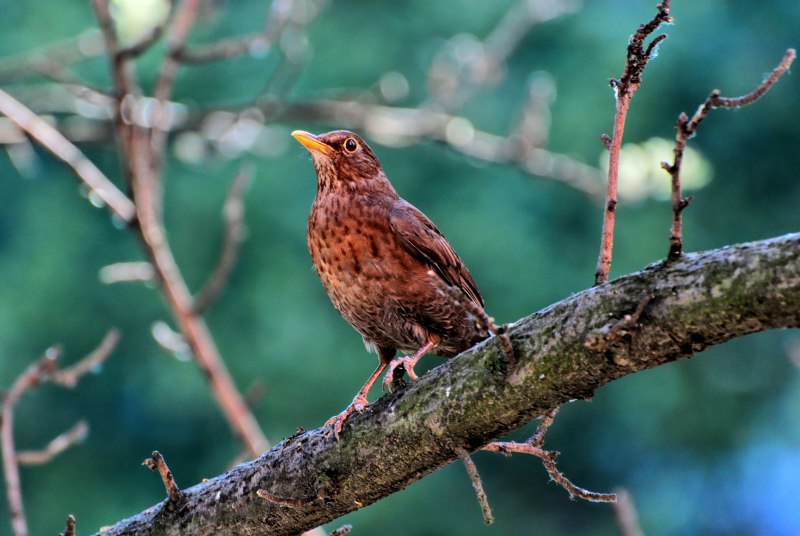 Acridotheres cristatellus