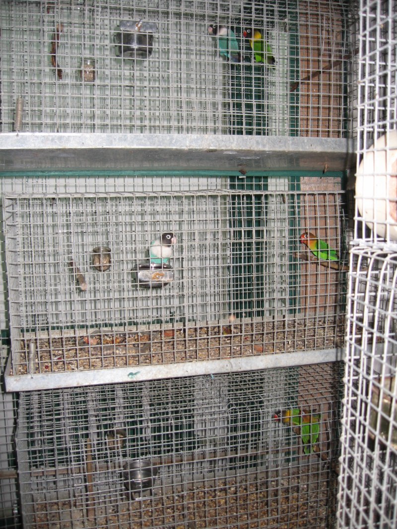 Ferplast Planeta nera gabbia
