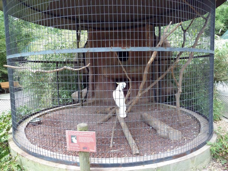Crate for Parrots