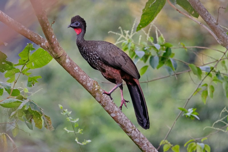 Penelope PURPURASCENS