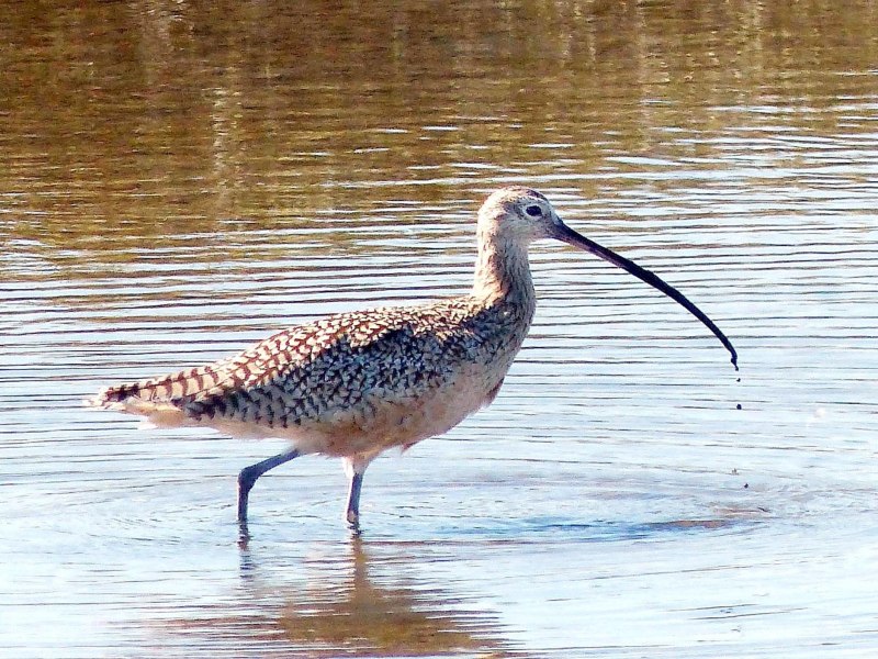 Королевский кроншнеп